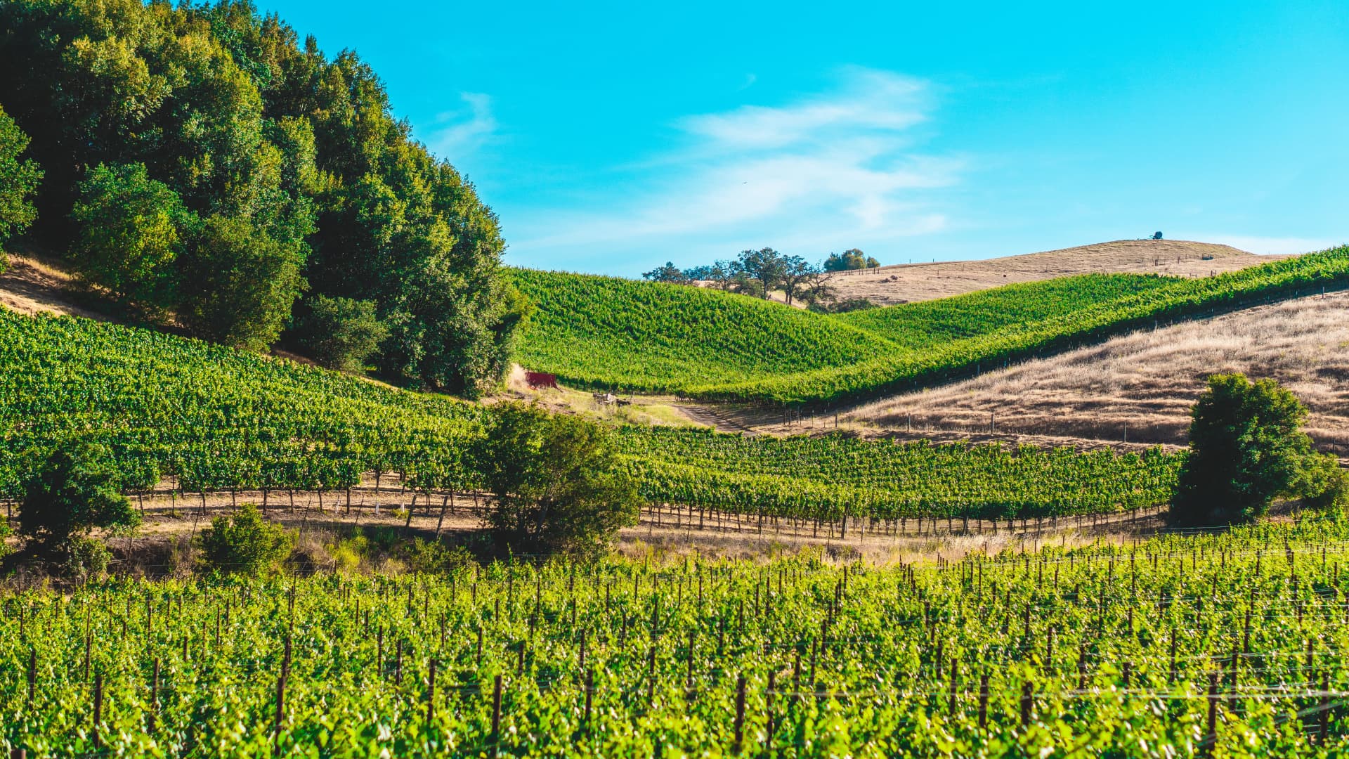 Green vineyard rows rolling across the sunlit hills of Sonoma County